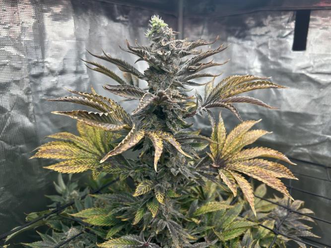 Dream Widow (DWC). Week 15