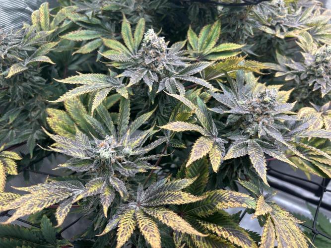 Dream Widow (DWC). Week 15