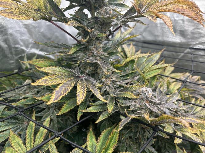 Dream Widow (DWC). Week 15