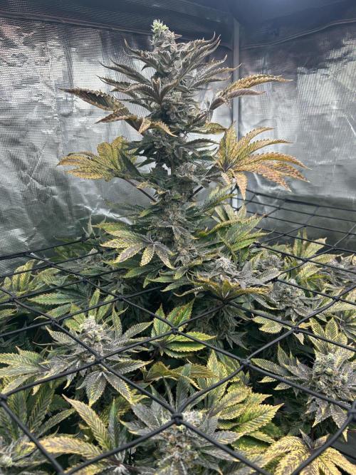 Dream Widow (DWC). Week 15