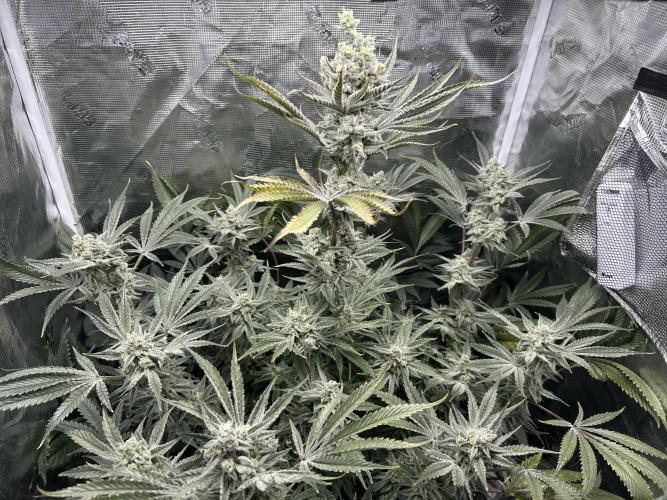 Godfather Bomb (DWC). Week 13