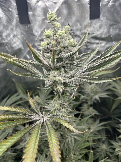 Godfather Bomb (DWC). Week 13
