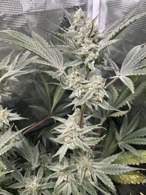 Godfather Bomb (DWC). Week 13