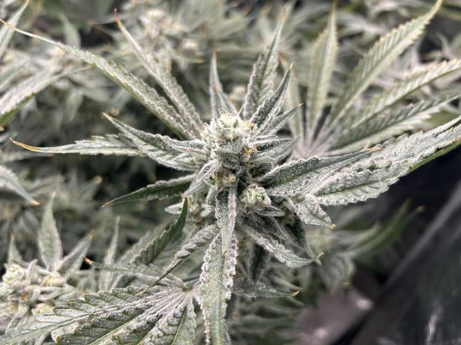 Godfather Bomb. Week 13