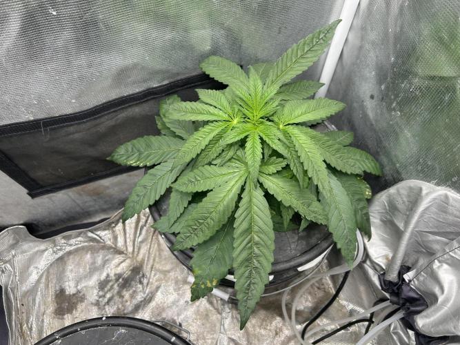 White Rhino (DWC). Week 4