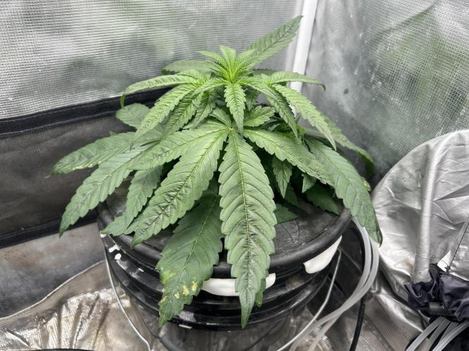 White Rhino (DWC). Week 4