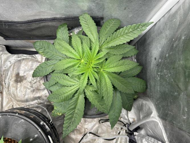 White Rhino (DWC). Week 4