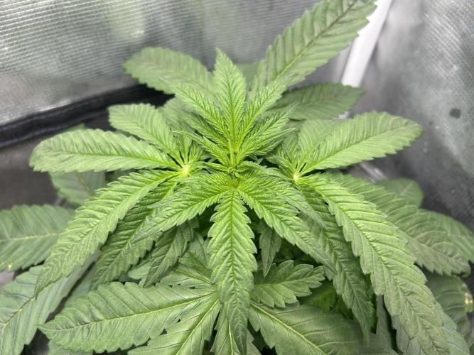 White Rhino (DWC). Week 4
