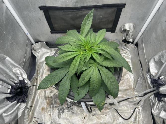 White Rhino (DWC). Week 4