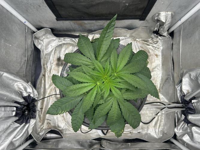 White Rhino. Week 4