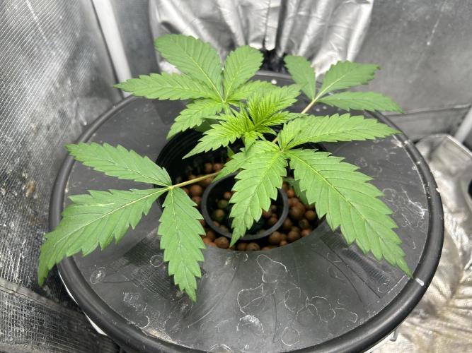 Maui Waui (DWC) 2. Week 3 - In the veg tent 2/2