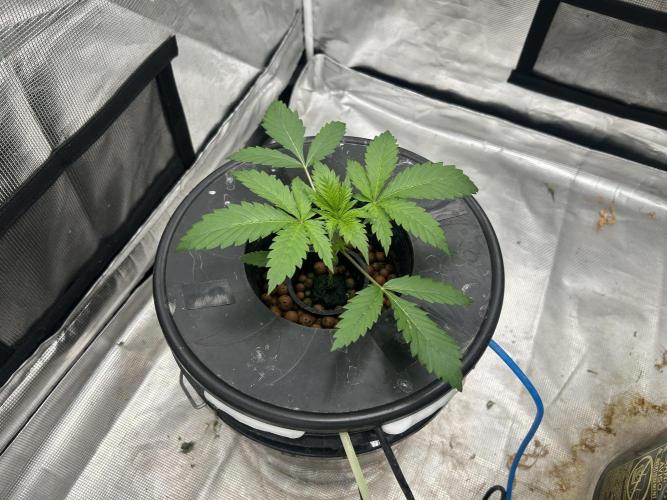 Maui Waui (DWC) 2. Week 3 - In the flowering tent 1/2