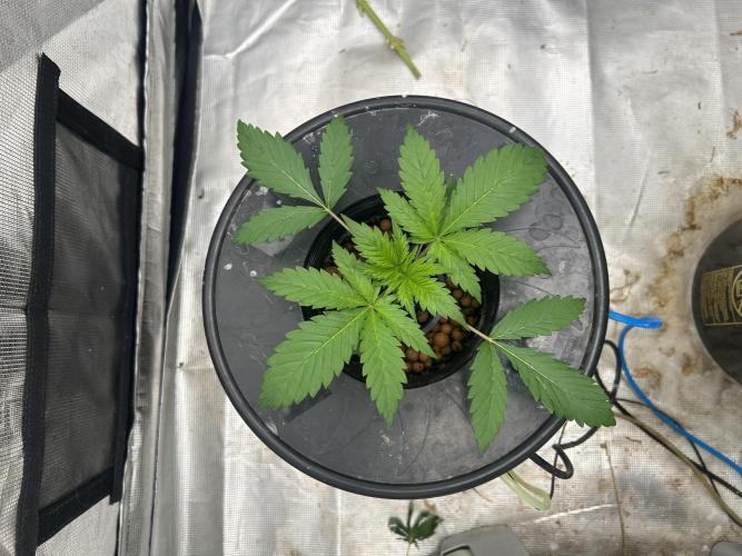 Maui Waui (DWC) 2. Week 3 - In the flowering tent 2/2