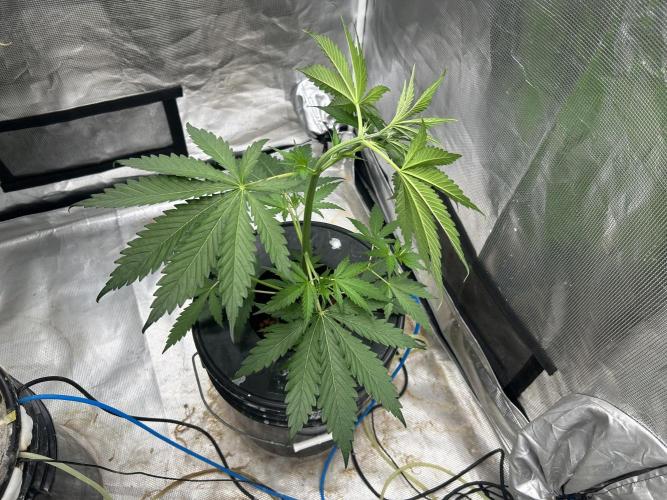 Golden Tiger (DWC). Week 5
