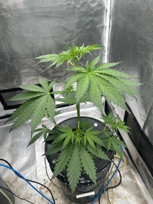 Golden Tiger (DWC). Week 5