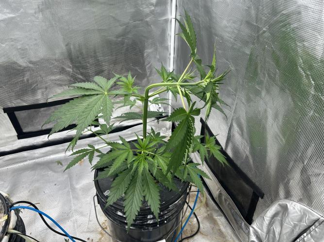 Golden Tiger (DWC). Week 5