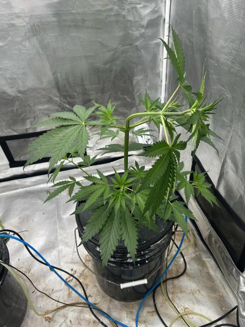Golden Tiger (DWC). Week 5