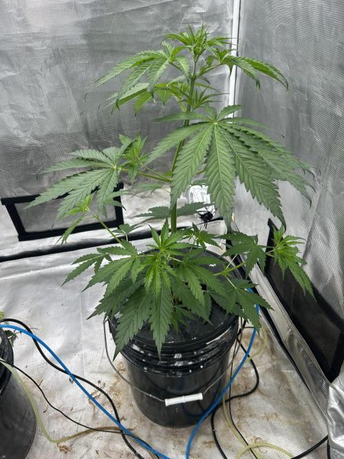 Golden Tiger (DWC). Week 5