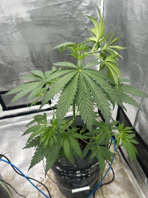 Golden Tiger (DWC). Week 5