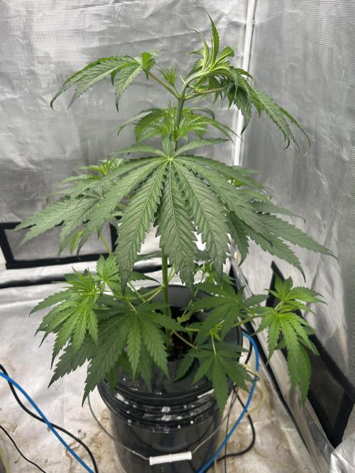 Golden Tiger (DWC). Week 5