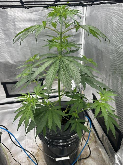 Golden Tiger (DWC). Week 5