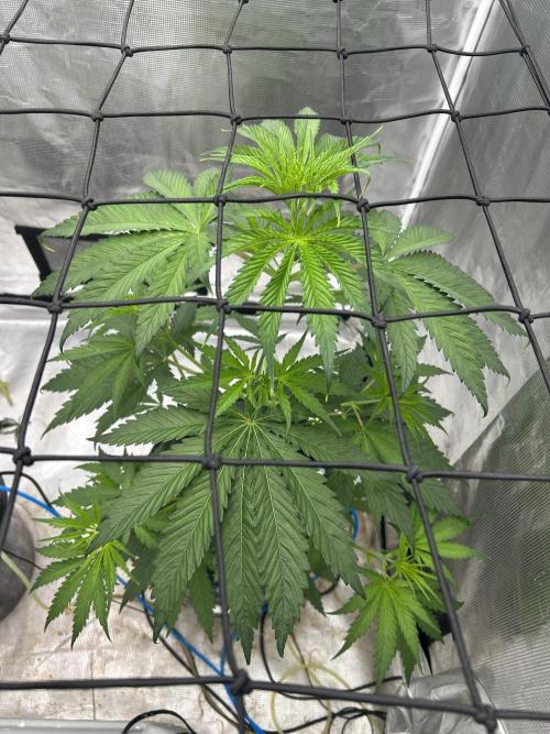 Golden Tiger (DWC). Week 5