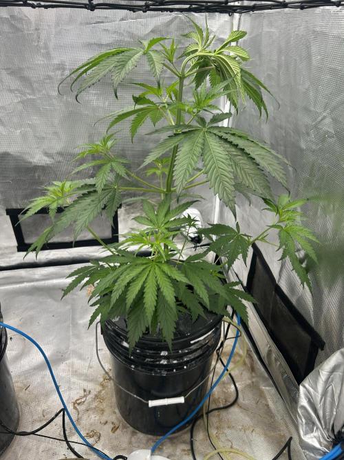 Golden Tiger (DWC). Week 5