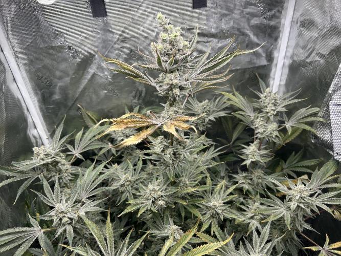 Godfather Bomb (DWC). Week 14