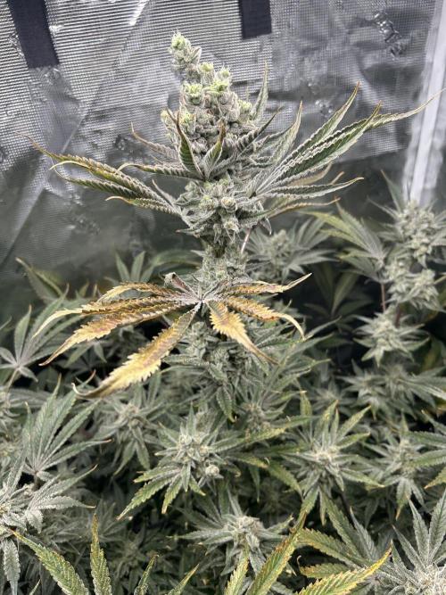 Godfather Bomb (DWC). Week 14