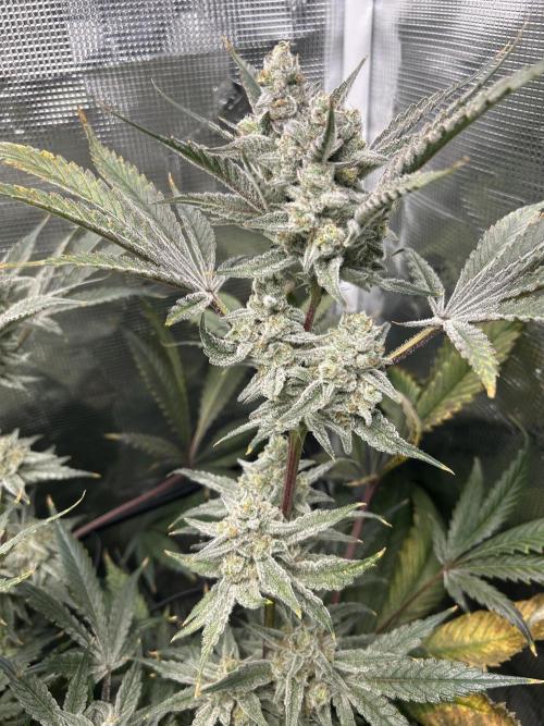 Godfather Bomb (DWC). Week 14