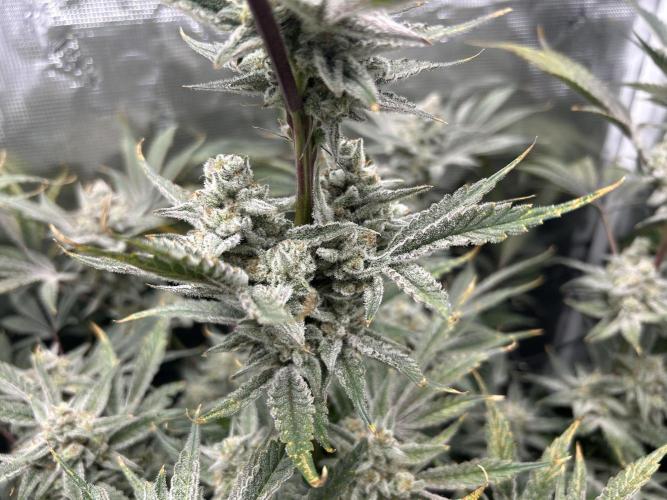 Godfather Bomb. Week 14