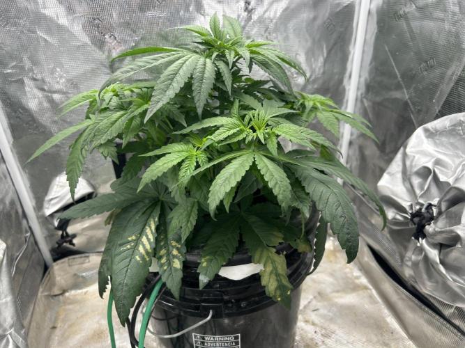 White Rhino (DWC). Week 5