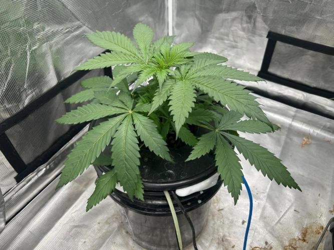 Maui Waui (DWC) 2. Week 4