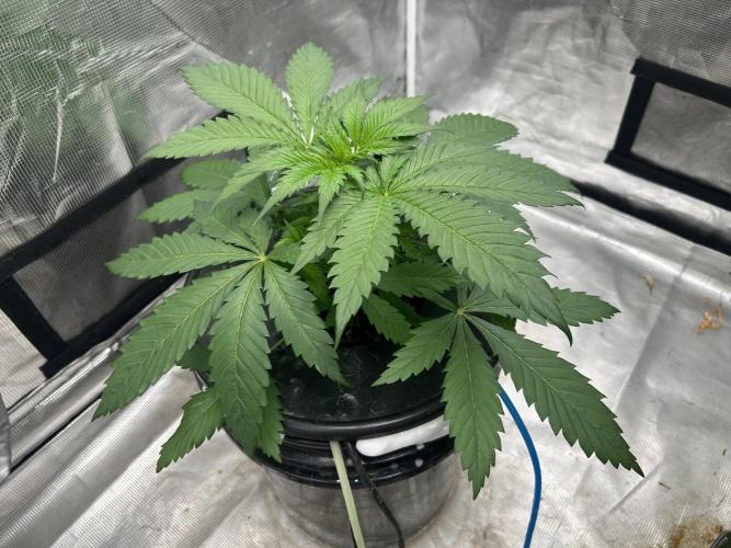 Maui Waui (DWC) 2. Week 4