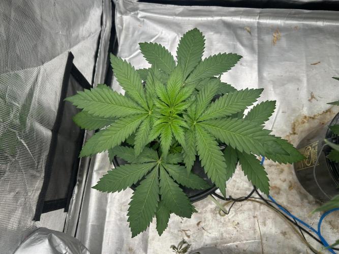 Maui Waui (DWC) 2. Week 4