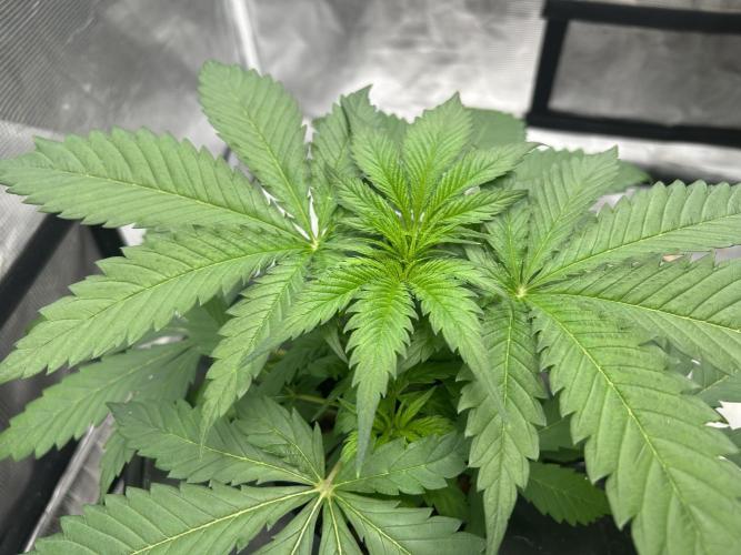 Maui Waui (DWC) 2. Week 4
