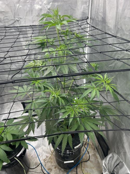 Golden Tiger (DWC). Week 6