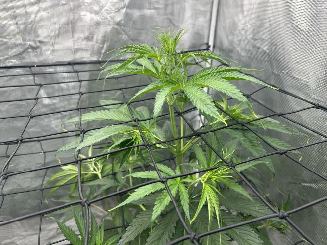 Golden Tiger (DWC). Week 6
