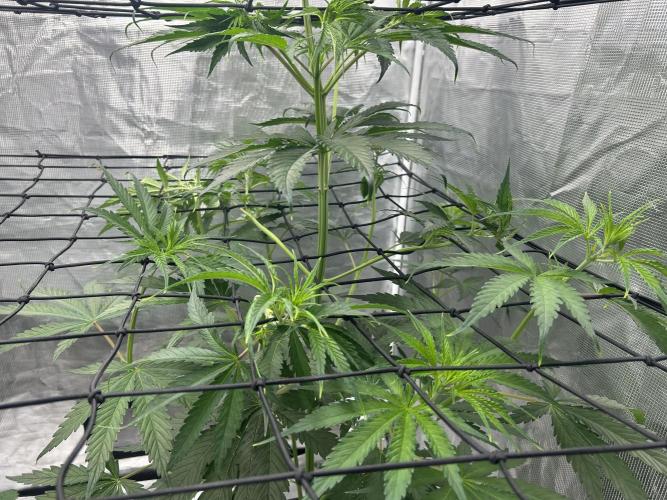 Golden Tiger (DWC). Week 6