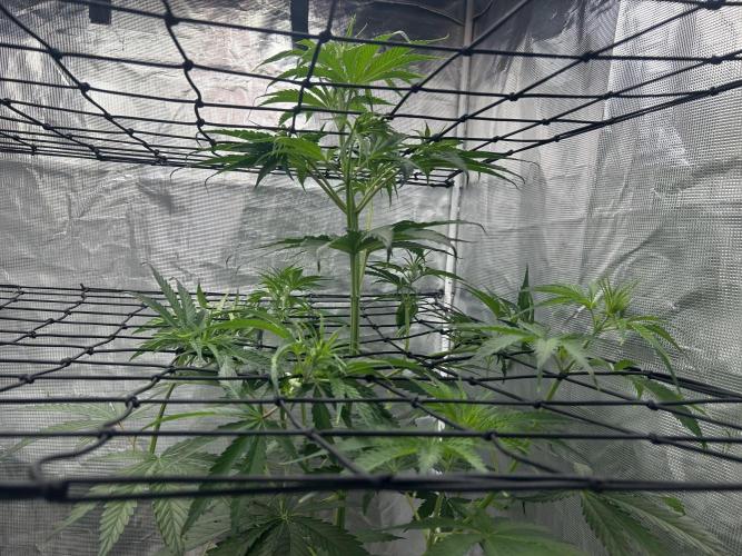Golden Tiger (DWC). Week 6