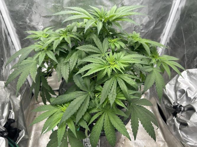 White Rhino (DWC). Week 6