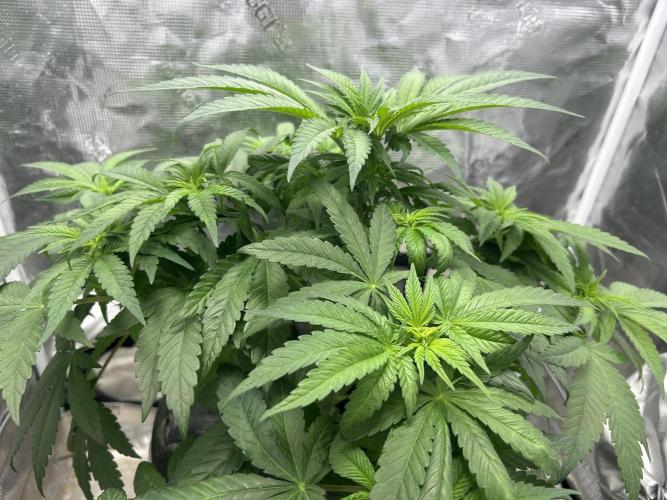 White Rhino (DWC). Week 6