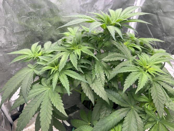 White Rhino (DWC). Week 6