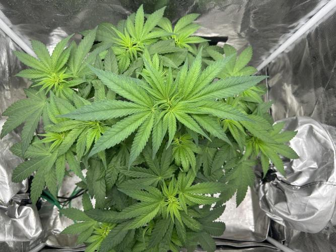 White Rhino. Week 6