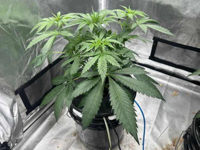 Maui Waui (DWC) 2. Week 5