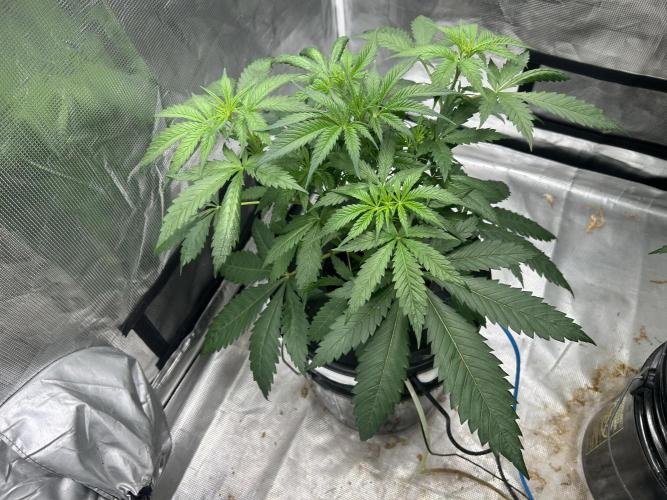 Maui Waui (DWC) 2. Week 5