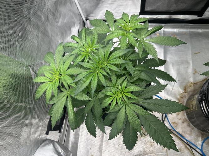 Maui Waui (DWC) 2. Week 5
