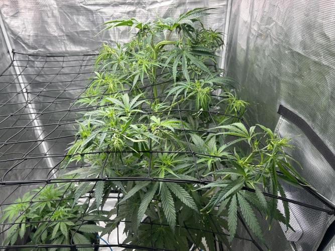 Golden Tiger (DWC). Week 7