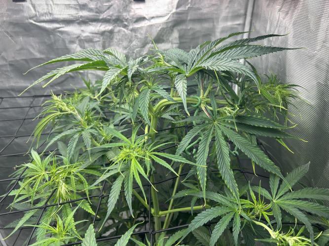 Golden Tiger (DWC). Week 7