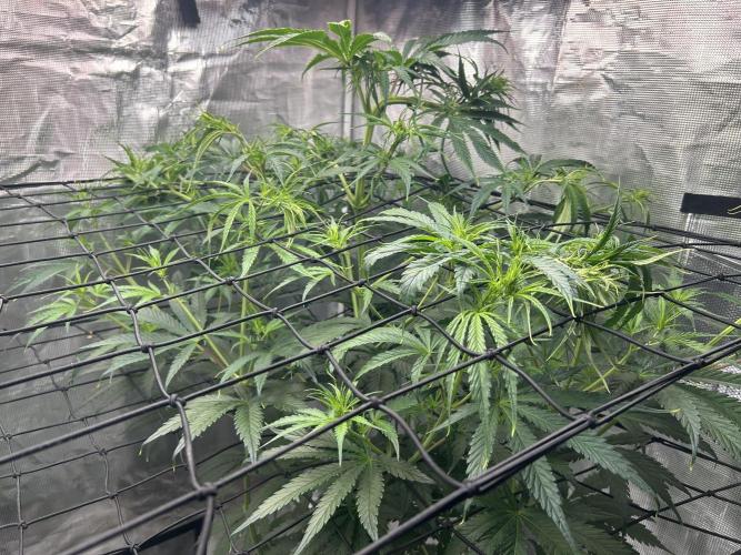 Golden Tiger (DWC). Week 7